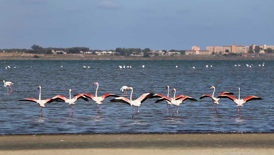 Torrevieja es medio ambiente