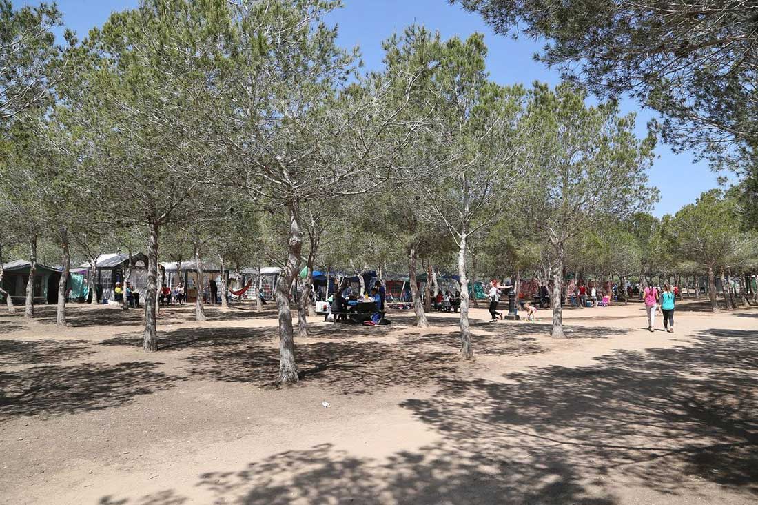 Guía práctica para ir a la pinada