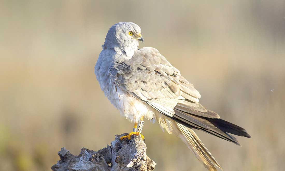 Las aves vuelven a casa, algunas al lugar que las vio nacer