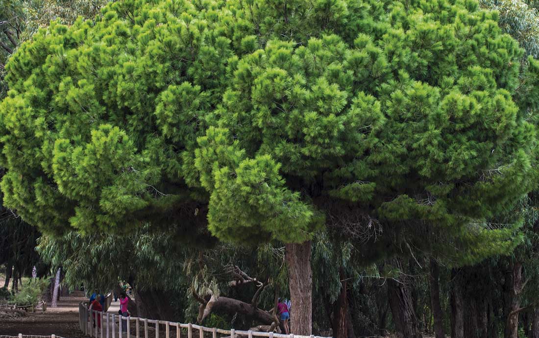 Catalogando  la singularidad