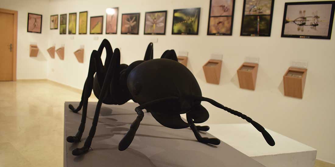 El curioso mundo de los insectos