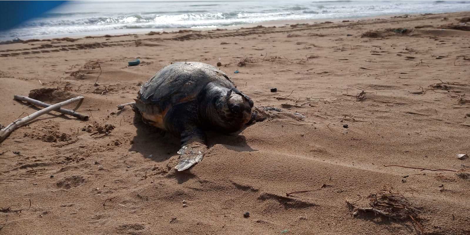 Aparece varado el cadáver de un ejemplar juvenil de tortuga boba en la playa de La Mata