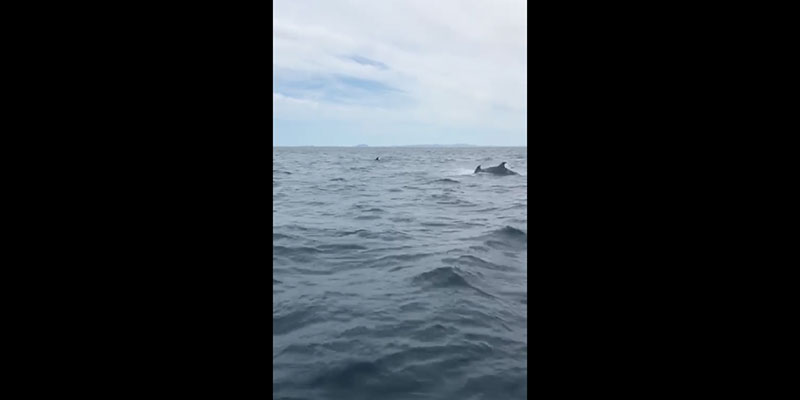 Avistamiento de delfines mulares en las costas de la ciudad