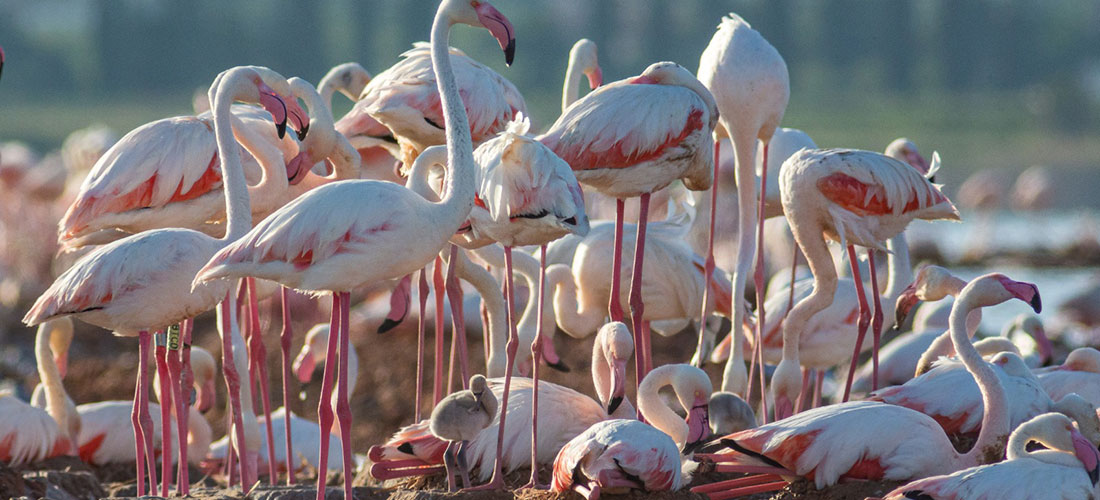 Los flamencos crían por primera vez en la laguna de Torrevieja