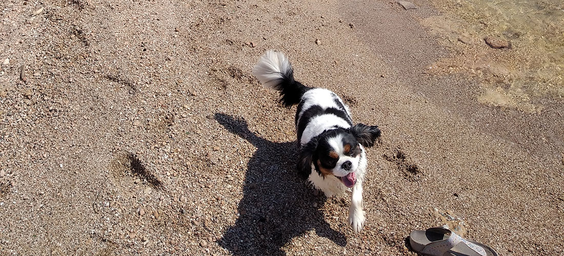 Nuevo espacio de baño exclusivo para perros con más de 1.600 metros cuadrados de superficie