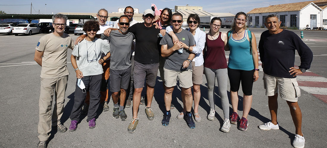 Anillados 205 pollos de gaviota  de Audouin en las salinas