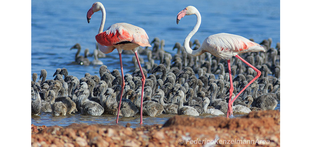 Un histórico acontecimiento en la laguna de Torrevieja
