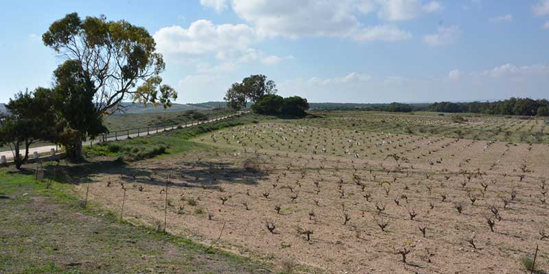 El 3 de julio se reinician las rutas ecoturísticas nocturnas en el Parque Natural de las Lagunas de Torrevieja y La Mata