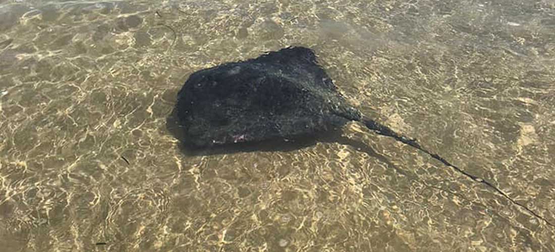 Observan una raya violácea en la playa de La Mata
