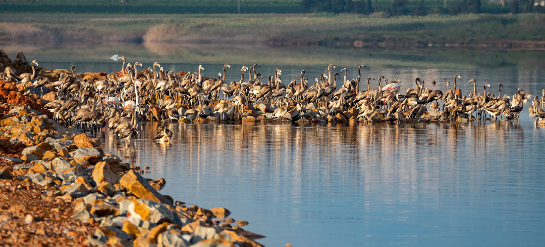 Contabilizan 1.237 pollos en la colonia  de cría de flamencos de las salinas