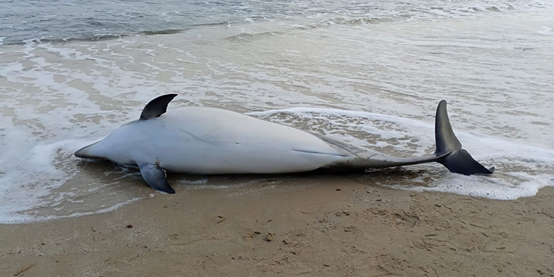 Aparece un delfín varado en la playa de los Locos