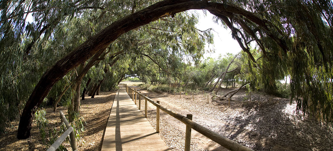 Se reanudan las ecorutas turísticas en el Parque Natural de las Lagunas de Torrevieja y La Mata