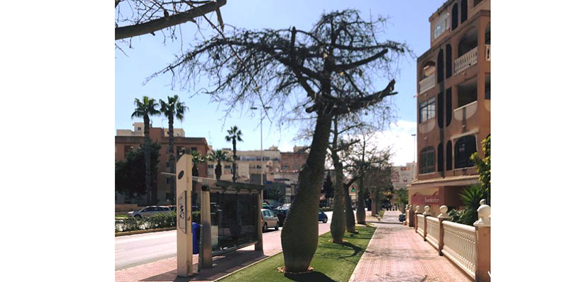 Obras de remodelación de los parterres en la Calle Orihuela