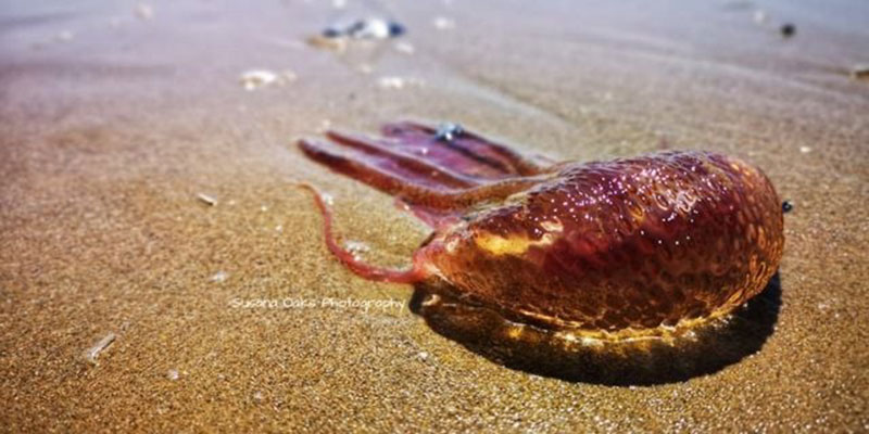 Avistamiento de veleros y de la medusa Pelagia Noctiluca