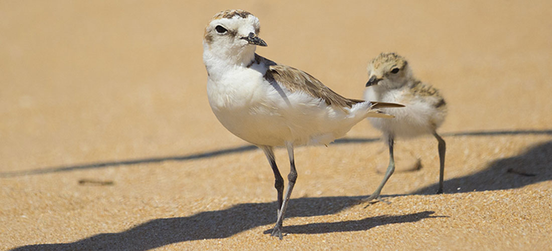 el “Molino del Agua” vuelve a llenarse de vida