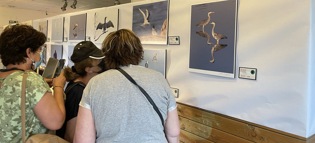 “Alas en los humedales del sur”