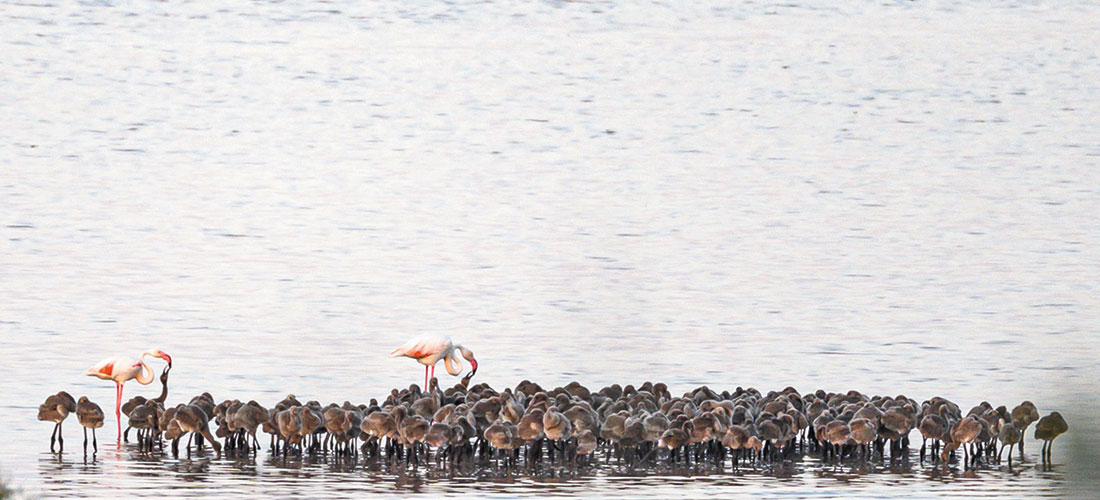 Segunda histórica nidificación de flamencos en la laguna de Torrevieja