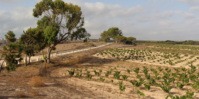 Comienza la selección del personal  del Taller de Empleo “Vides de La Mata”