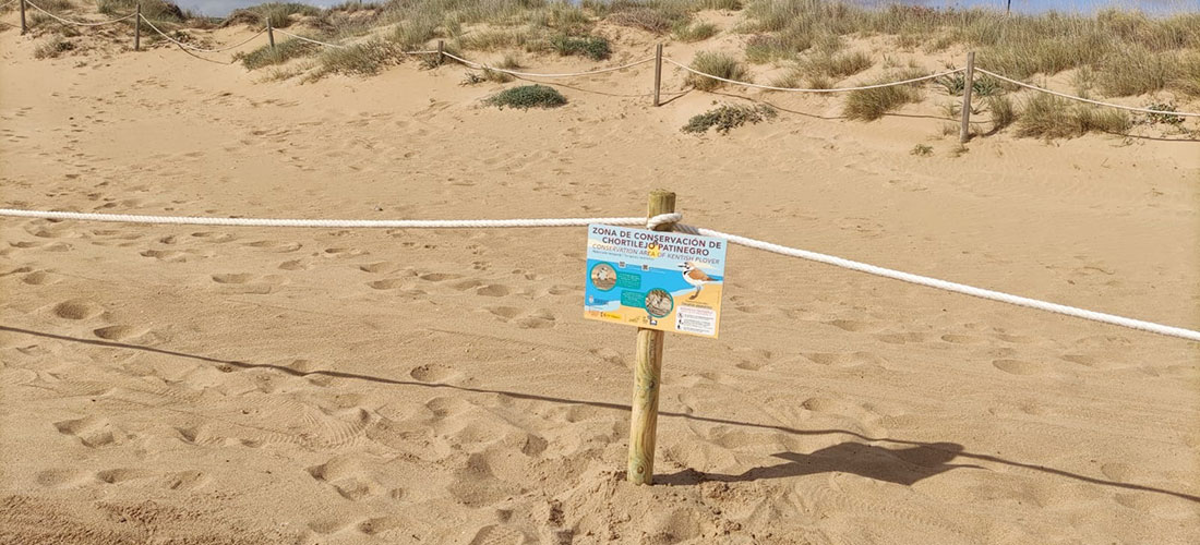 Nuevo balizado en la playa de La Mata para proteger la nidificación del chorlitejo patinegro