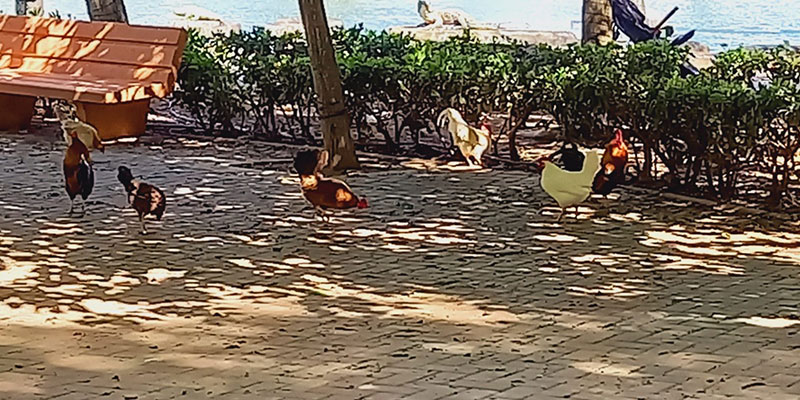 En los próximos días se inicia un contrato para la recogida de aves domésticas en espacios urbanos de la ciudad