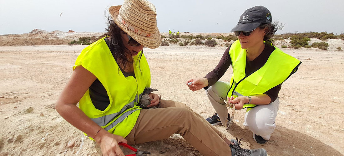 Anillamiento de 196 pollos de gaviota de Audouin en las salinas
