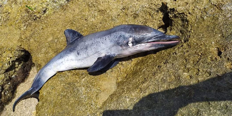 Hallada la cría de un delfín listado varada en la costa sur