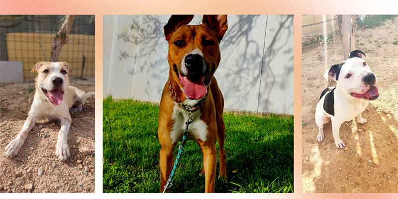 La concejalía de Protección Animal ante el Día Internacional del Animal sin Hogar