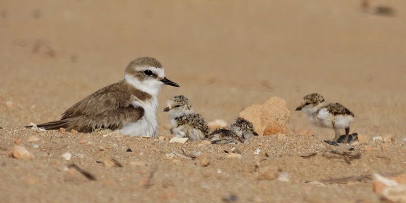El chorlitejo patinegro nidifica por tercer año en la playa de La Mata