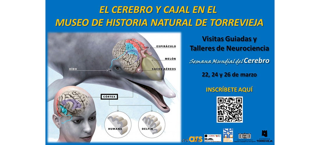 Ars Creatio organiza visitas guiadas y talleres de Neurociencia en el Museo de Historia Natural por la Semana Mundial del Cerebro