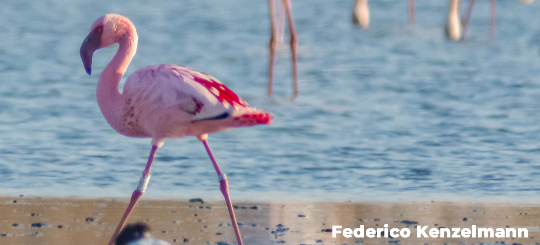 Una pareja de flamencos enanos se establece en la laguna de Torrevieja