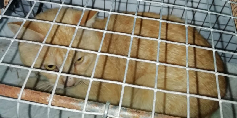 La campaña de esterilización de gatos ya ha superado las 200 castraciones