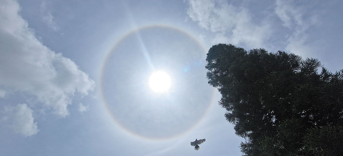 Datos registrados del 5 al 11 de junio