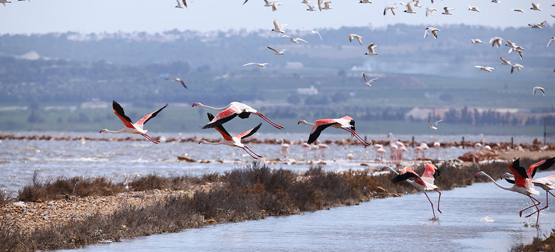 VA3324-NATIONAL National Geographic se fija en las lagunas de La Mata y Torrevieja