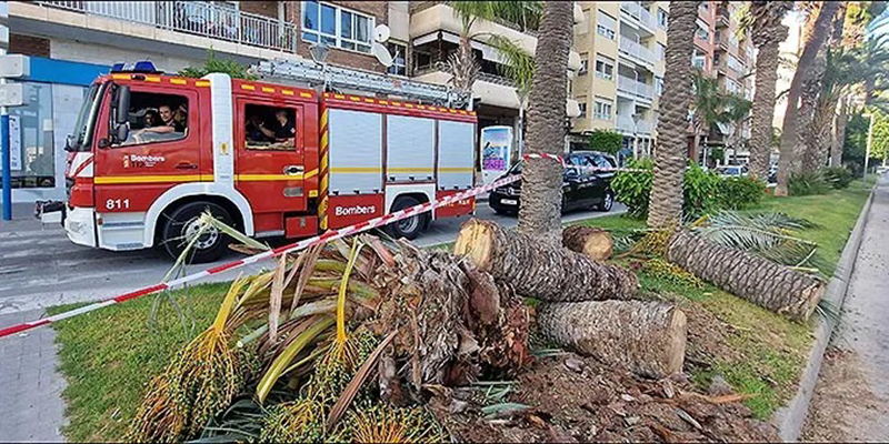 Desplome de una palmera en el Paseo Vista Alegre
