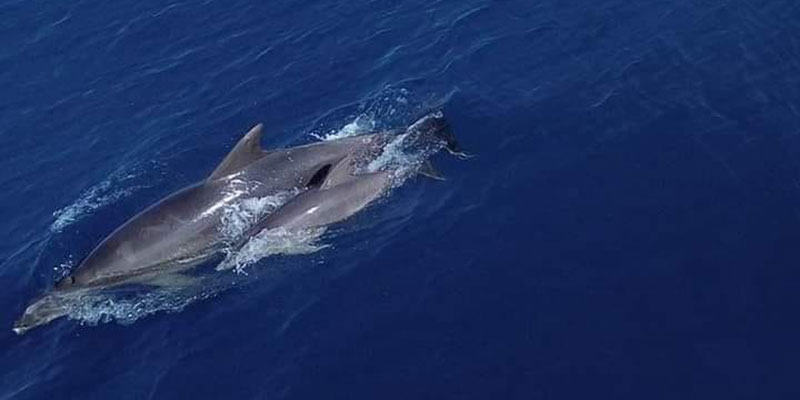 Avistan delfines y una raya en la costa torrevejense