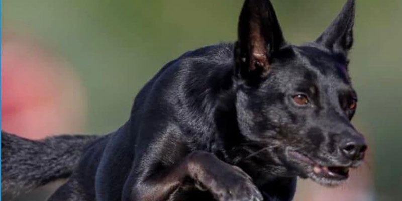 Los días 2 y 3 de septiembre se disputa la 11ª y 12ª Pruebas RFEC de la Liga Levante y Open