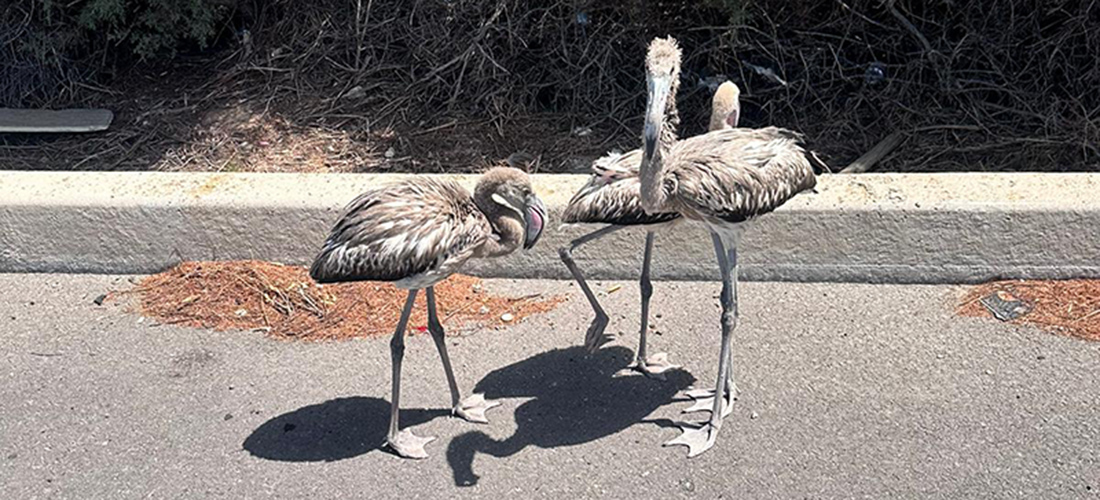 Nacen más de 4.000 pollos en la colonia de flamencos de la laguna rosa