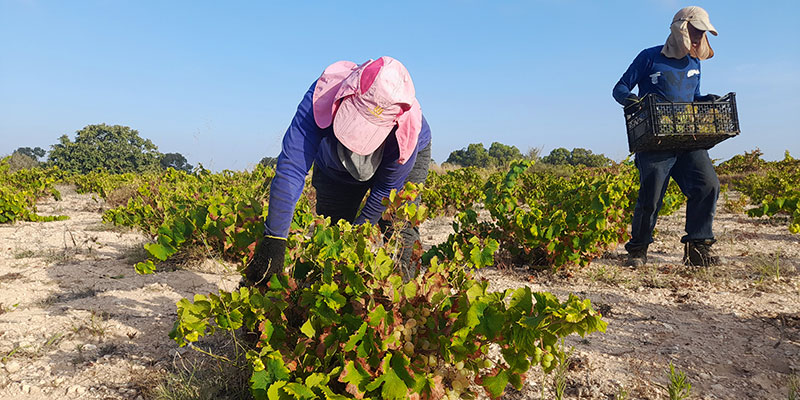 Vendimia en La Mata 2023: una cosecha excelente