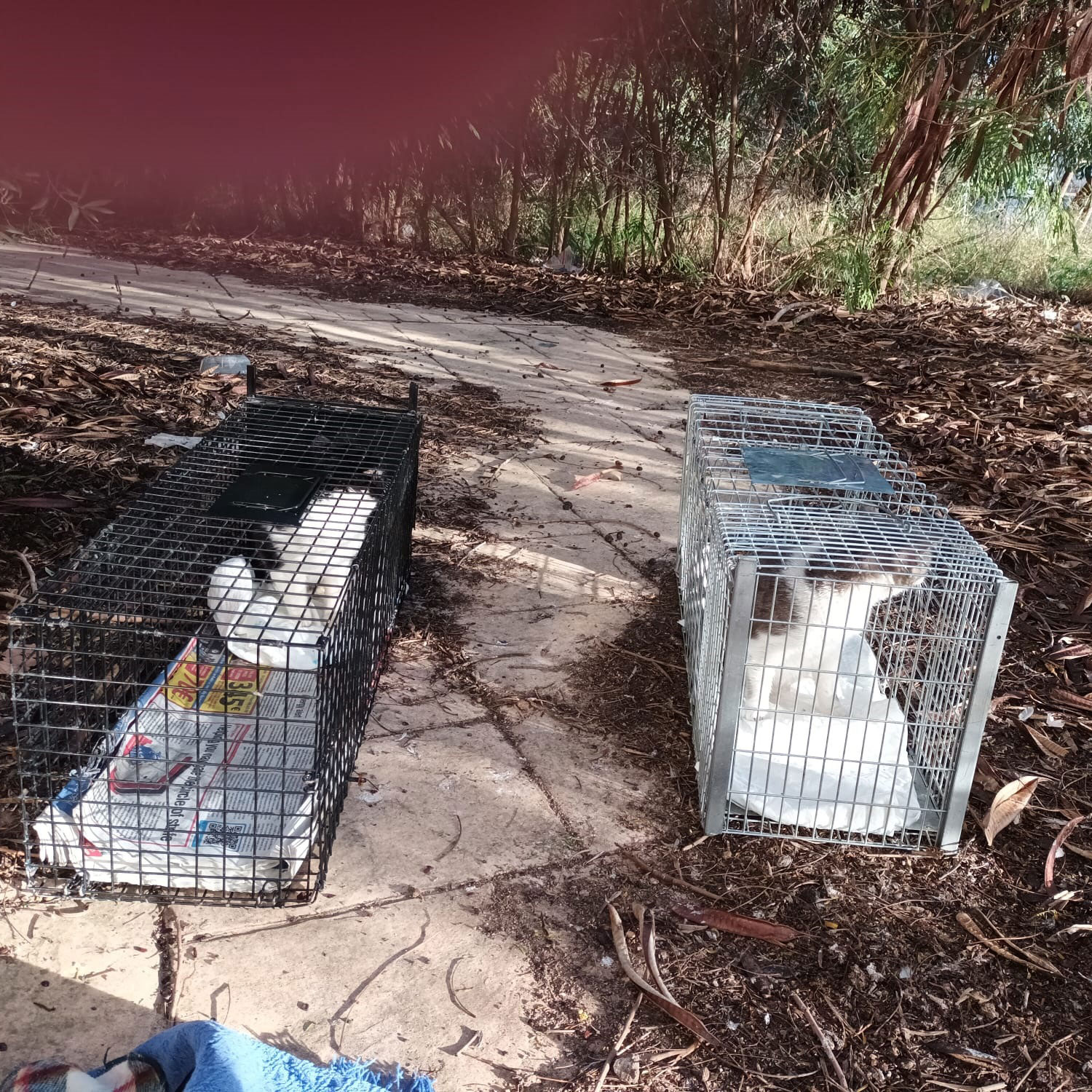 INS1 Ayudas de la Diputación de Alicante para la castración de gatos ferales