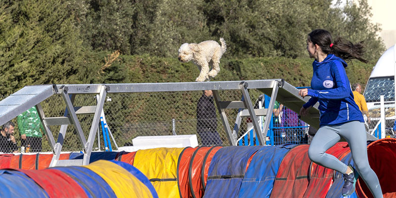 El Club Agility acogió una prueba de la RSCE