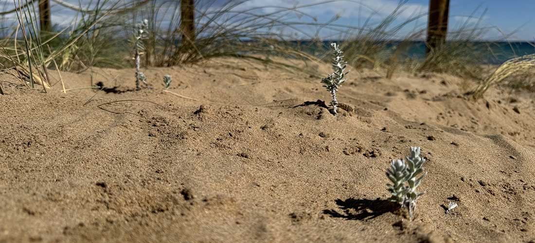 Recuperación de las dunas en Torrevieja: un paso hacia la preservación del medio ambiente costero