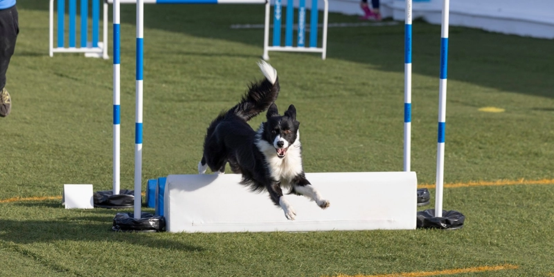 va3401-AGILITY Un perro de raza Border Collie salta un obstáculo en una competición de agility, demostrando su agilidad y velocidad en una pista equipada con vallas y túneles. La imagen fue tomada durante la 5ª y 6ª Prueba RFEC de la Liga de Levante y Open, celebrada en el Club Agility Torrevieja