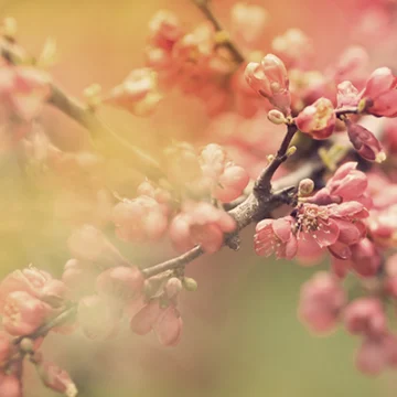 primavera Primer plano de flores primaverales en tonos rosados sobre un fondo difuminado de verdes y dorados, evocando la llegada de la primavera y la belleza serena de la naturaleza