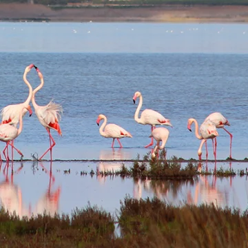 Flamencos alimentándose y exhibiéndose en la laguna de Torrevieja, un espectáculo natural que refleja la riqueza de su biodiversidad