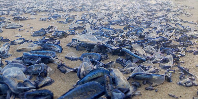 Vista cercana de ejemplares de Velella Velella sobre la arena de la playa, destacando su característica vela translúcida y color azul intenso