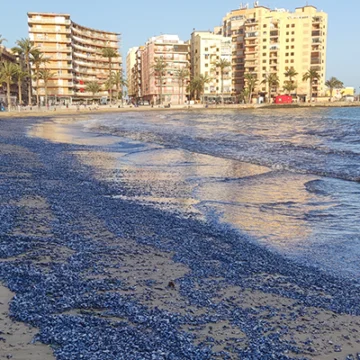 Playa de Torrevieja cubierta por miles de ejemplares de Velella Velella, organismos azulados arrastrados por el temporal