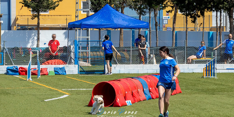 va3411-AGILITY Imagen de uno de los participantes caninos superando un obstáculo durante las pruebas de la Liga de Levante celebradas en el Club Agility Torrevieja.