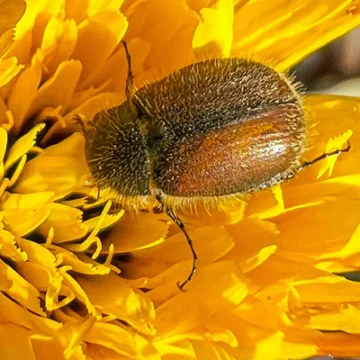 Primer plano del coleóptero Paratriodonta alicantina sobre una flor amarilla durante la jornada de observación.