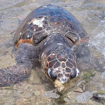 alt="Vista cercana de la tortuga boba encontrada en Cabo Cervera, en avanzado estado de descomposición, antes de su retirada por los servicios de limpieza."