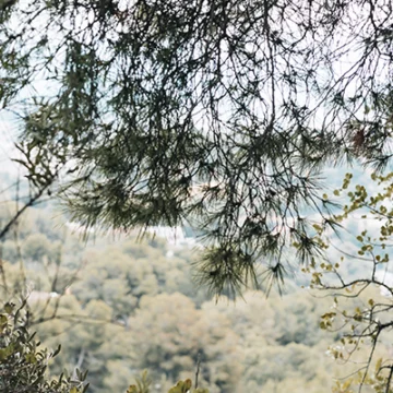 va3415-arboles-verdes-en-el-bosque Notas de primavera XI: Versos y oraciones y árboles